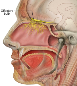 loss of smell after a head injury